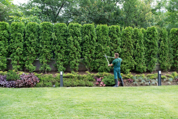 Lawn Watering Services in Monte Vista, CO