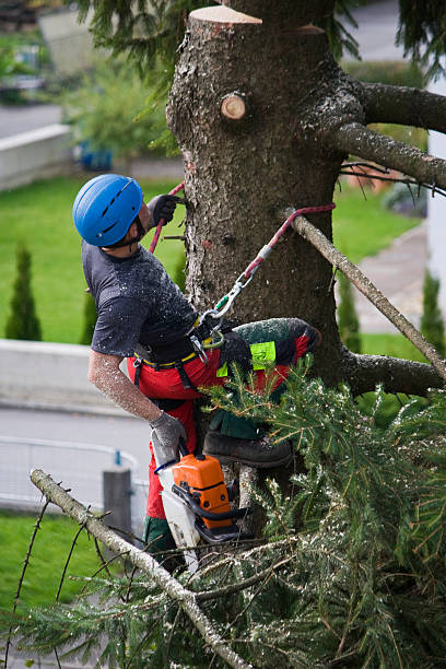 Why Choose Our Tree Removal Services in Monte Vista, CO?