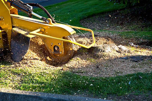 Grass Overseeding in Monte Vista, CO